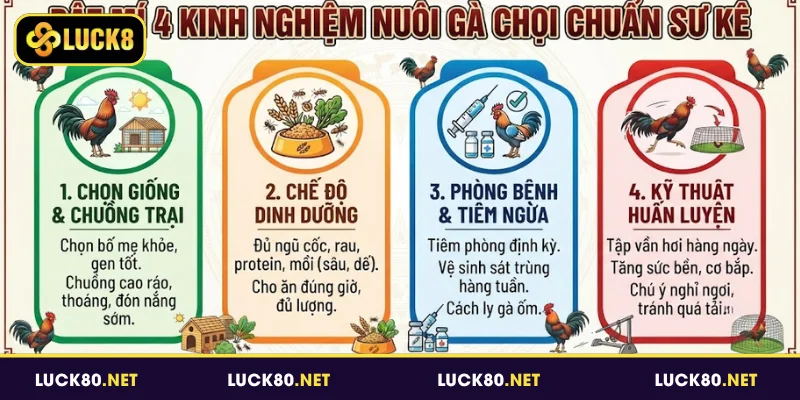 Bật mí 4 kinh nghiệm nuôi gà chọi chuẩn sư kê