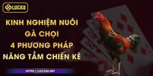 Kinh Nghiệm Nuôi Gà Chọi - 4 Phương Pháp Nâng Tầm Chiến Kê