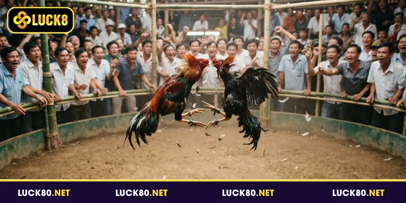 Tìm hiểu về đá gà trực tiếp tại Luck8